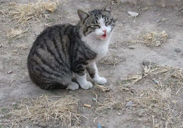 土猫的寿命一般多长(土猫的寿命大概多少年)