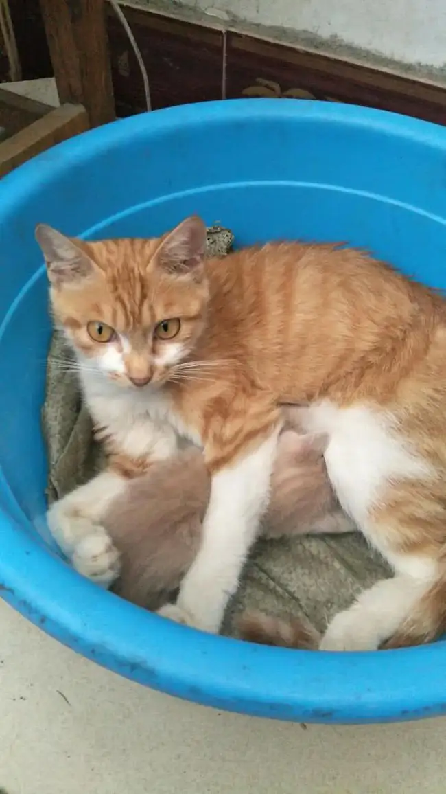 土猫的寿命一般多长(土猫的寿命大概多少年)