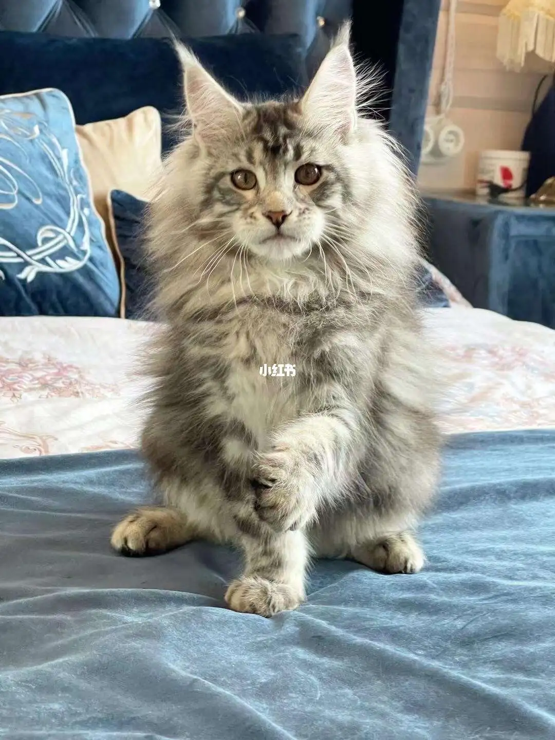 缅因猫爆毛(缅因猫爆毛是什么意思)