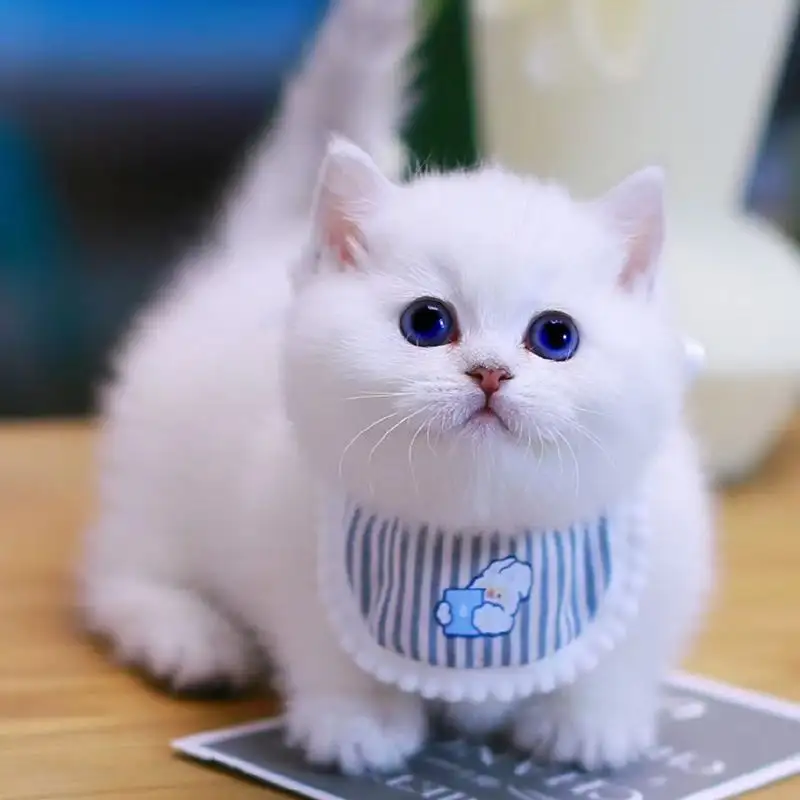 小猫活体多少钱一只(小猫活体多少钱一只图片)