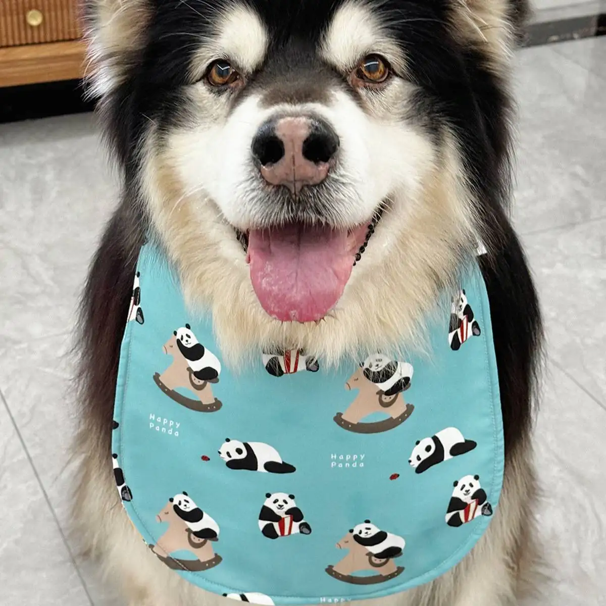 长毛阿拉斯加犬多少钱一只(阿拉斯加犬短毛和长毛的区别)