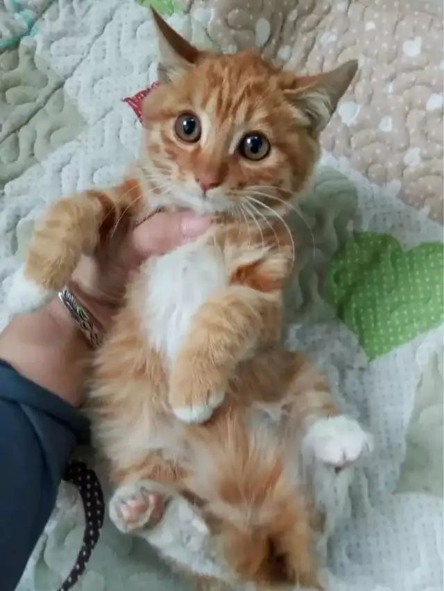 公猫母猫哪个好(公猫母猫哪个好看一点)