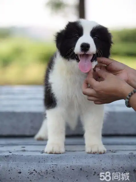 边境牧羊犬幼犬纯种(边境牧羊犬纯种的多少钱一只啊?)