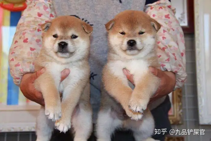 秋田和柴犬是一个品种(秋田和柴犬有什么不一样)