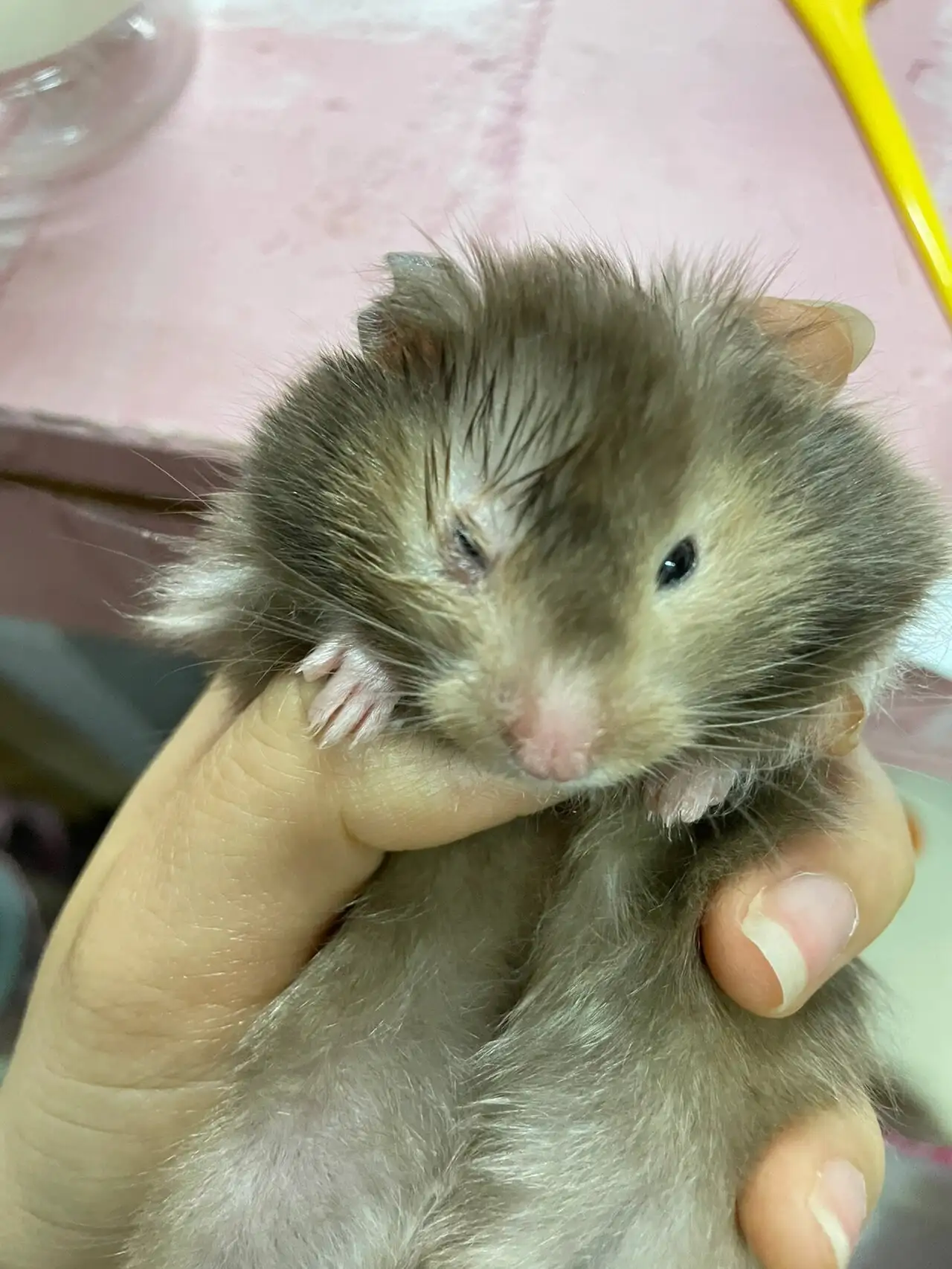 仓鼠有一只眼睛红了怎么办(仓鼠有一只眼睛红了是怎么回事)
