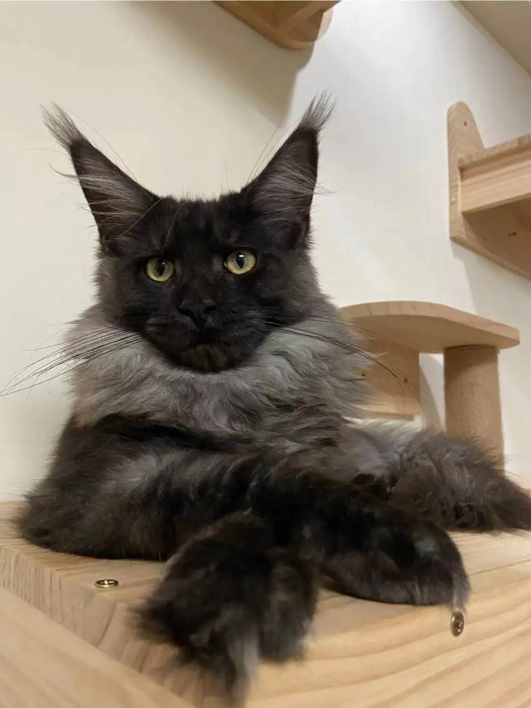 烟灰缅因猫(烟灰缅因猫色号)