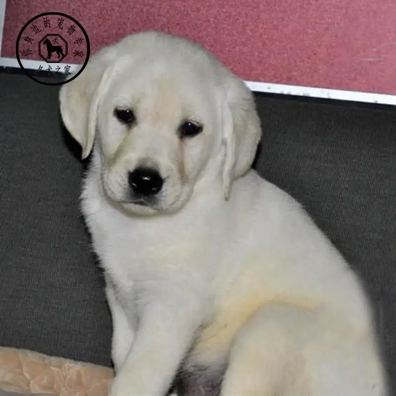 纯种拉布拉多犬幼犬一只多少钱(纯种拉布拉多幼犬价格多少钱一只)