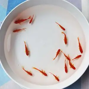 养小金鱼要放盐吗(养小金鱼要放盐吗视频)