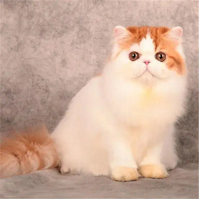 什么是波斯猫(波斯猫是什么玩意儿)