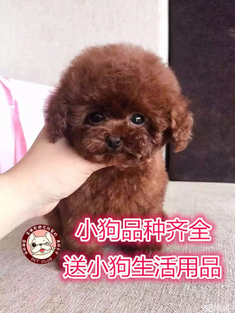 泰迪长不大是什么品种(长不大的泰迪有什么特征)