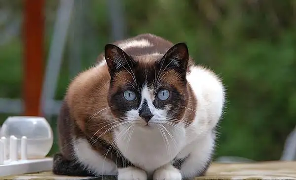 超级大的猫是什么品种(超级大的猫是什么品种的猫)