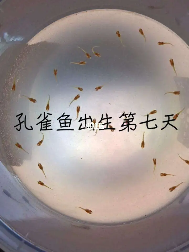 孔雀鱼幼崽的养法(孔雀鱼的幼苗要怎么养)