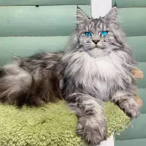 德国缅因猫(缅因猫sma)