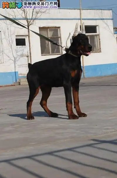 杜宾犬狗出售(杜宾犬幼犬出售)