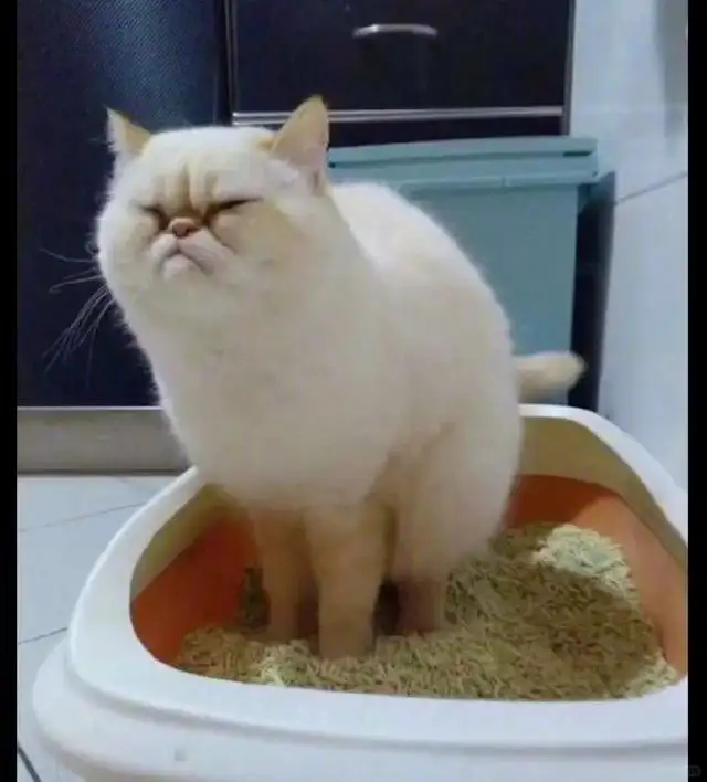 猫咪便秘快速通便10秒见效(猫咪便秘快速通便10秒见效的药)