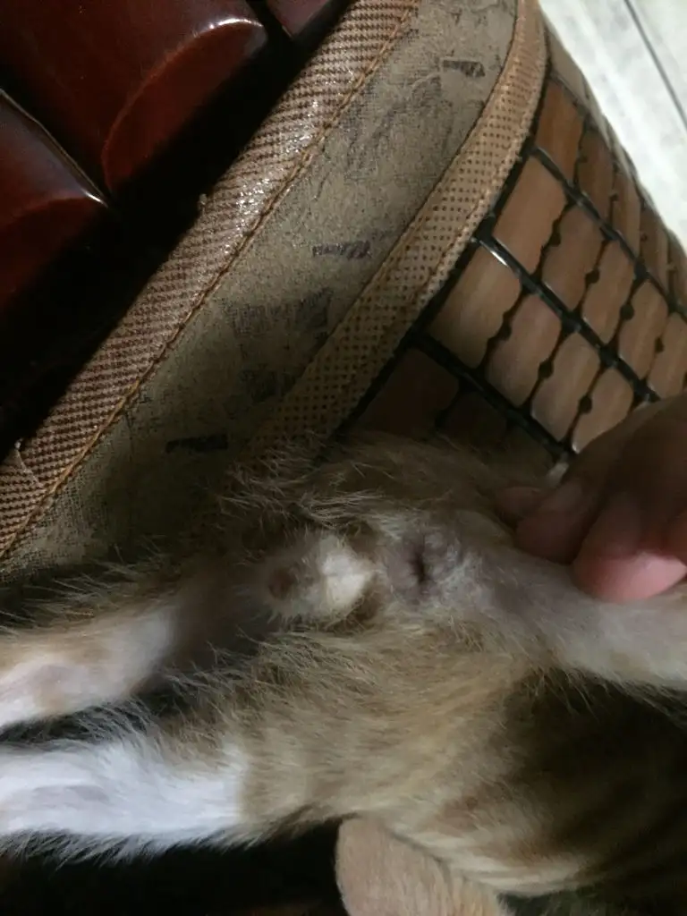 公猫比母猫体型大吗(公猫比母猫体型大吗图片)
