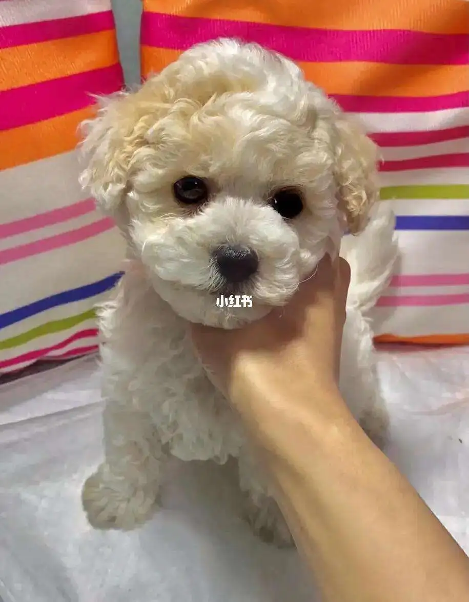 泰迪和比熊的孩子(泰迪和比熊的孩子有泰迪聪明吗)