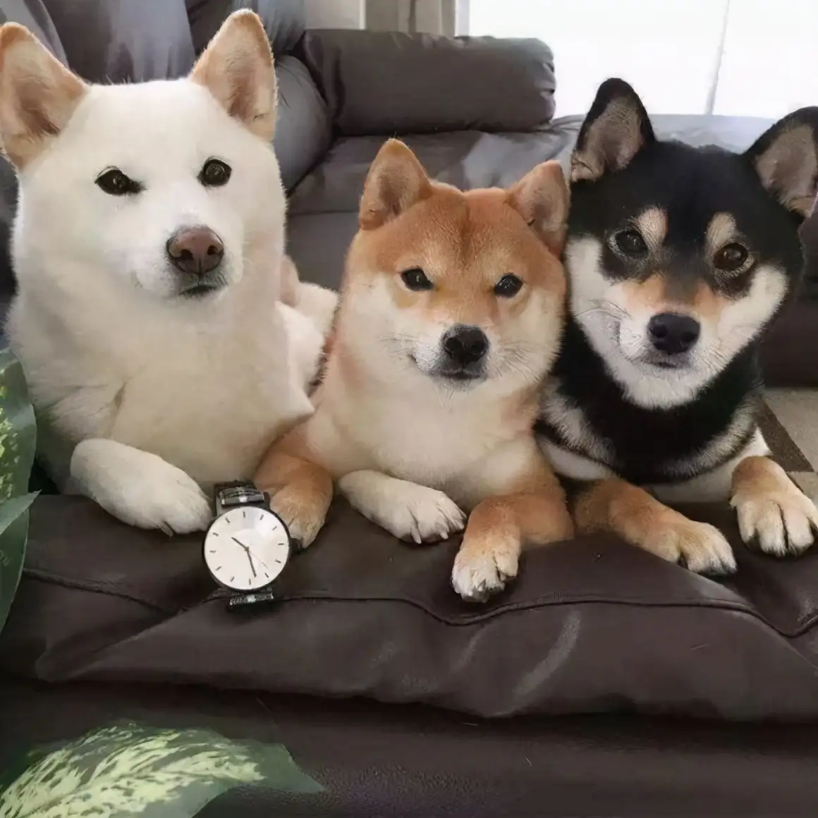 秋田犬跟柴犬(秋田犬跟柴犬哪个好)