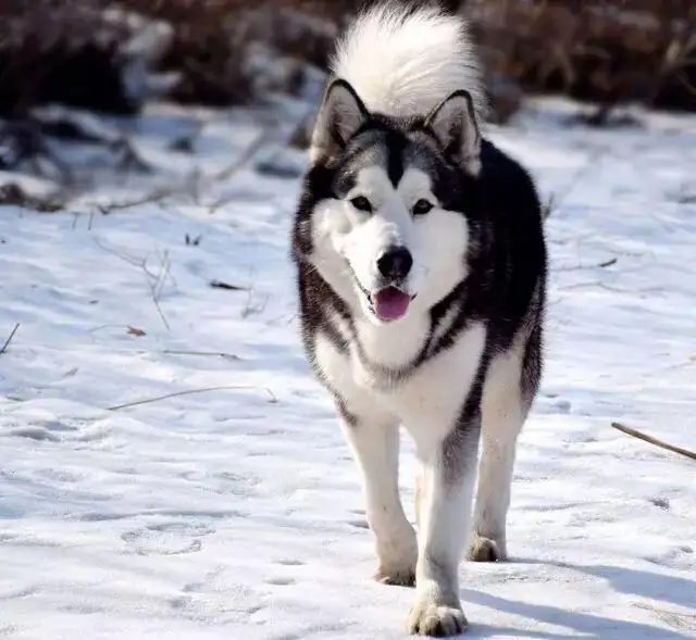 哪的阿拉斯加犬好(哪的阿拉斯加犬好看)