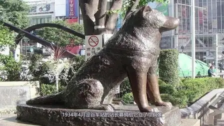 日本忠犬八公铜像在哪(日本电影忠犬八公是什么狗)