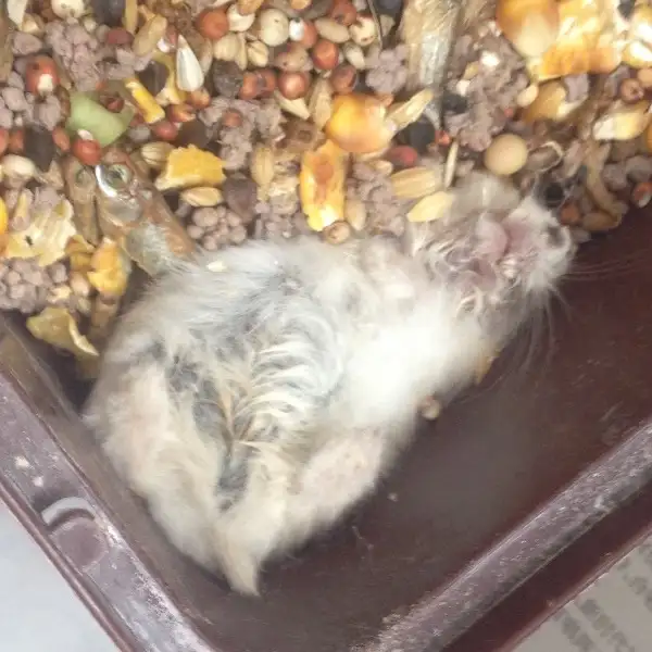 仓鼠莫名其妙死了(仓鼠莫名其妙死了背部隆起是什么情况)