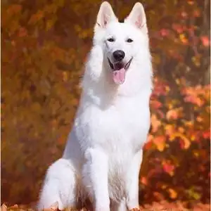 纯白中型犬(纯白中型犬品种大全)