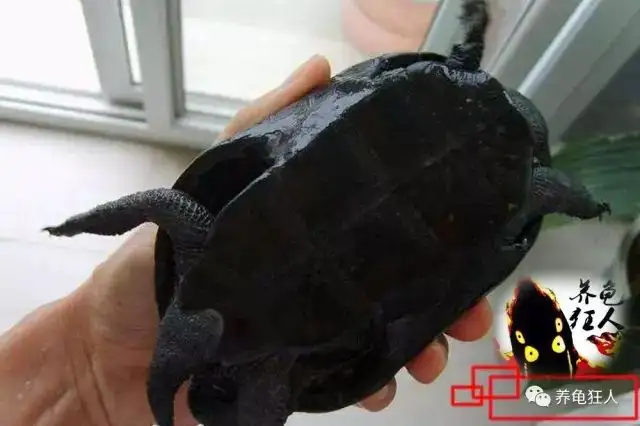 黑色乌龟是什么品种的龟(黑色的乌龟是什么品种图片)