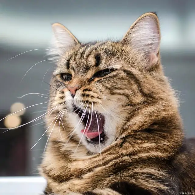 猫讨厌听什么声音(猫咪最讨厌什么声音)