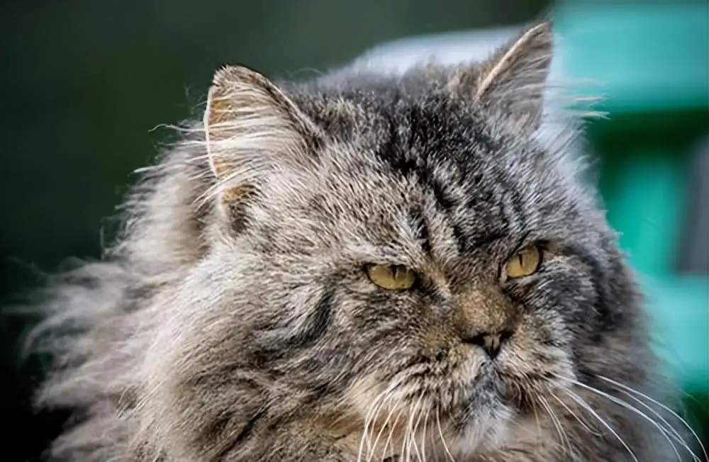 猫咪平均寿命多长(猫咪最长寿命可活多少年)