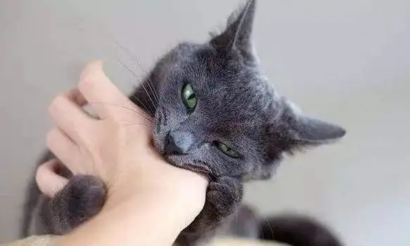 猫咪老咬人(猫咪老咬人是怎么回事)