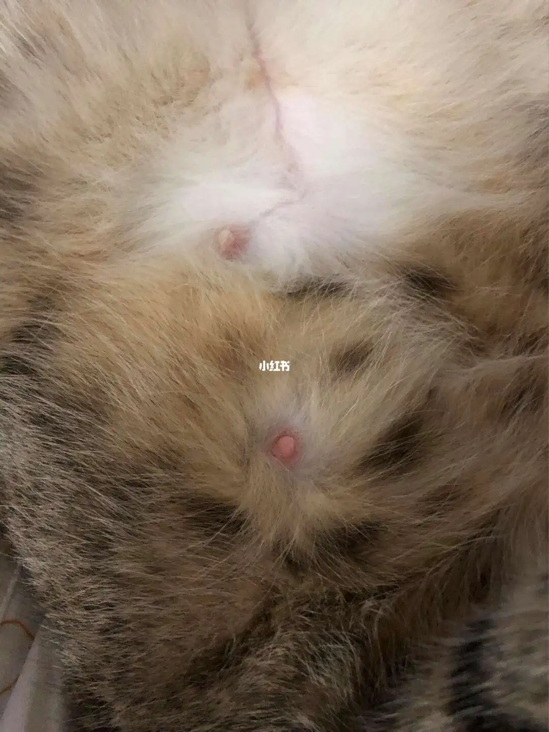 猫咪怀孕多久显怀肚子变大(猫咪一般怀孕多久以后肚子会变大)