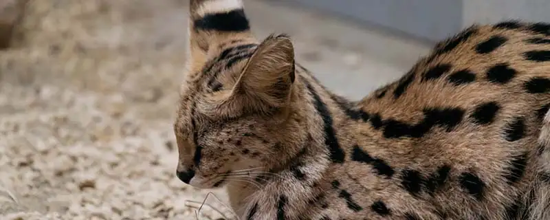 二级保护猫品种(国家二级保护动物野猫)