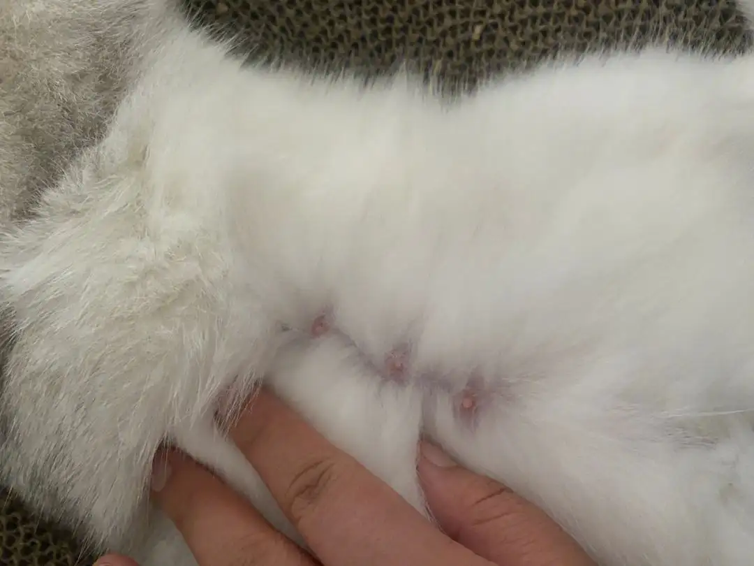 猫咪怀孕多久显怀肚子变大(猫咪一般怀孕多久以后肚子会变大)