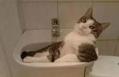 猫咪一边叫一边发出咕噜咕噜的声音(猫咪一边叫一边发出咕噜咕噜的声音正常吗)