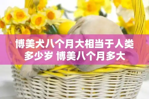 八个月的小狗相当于人的几岁(八个月的小狗相当于人的几岁啊)