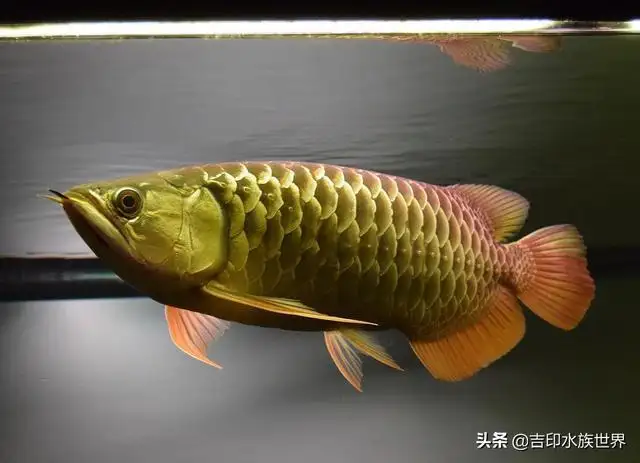 养金龙开始怎么养(金龙怎样养金质最棒)
