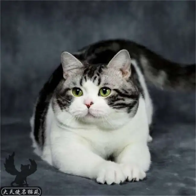 纯种美国短毛猫多少钱一只(纯种美国短毛猫多少钱一只幼猫)