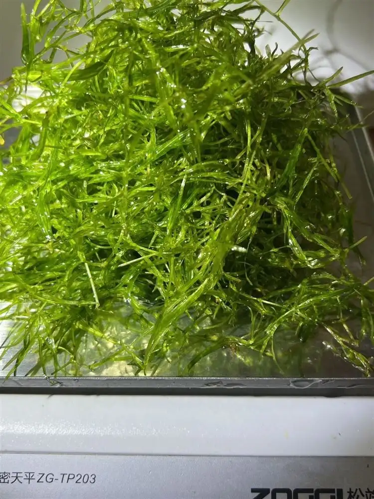 孔雀鱼可以养水草吗(孔雀鱼可以养水草吗视频)