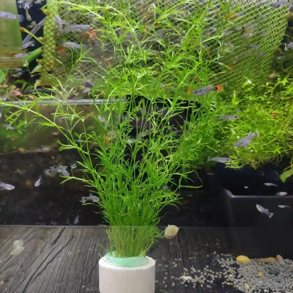孔雀鱼可以养水草吗(孔雀鱼可以养水草吗视频)