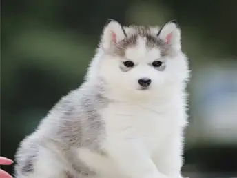 哈士奇纯种幼犬一般多少钱一只(哈士奇纯种幼犬一般多少钱一只啊)
