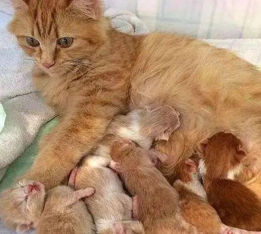 猫咪怀孕一般生几个(猫怀孕了一般生几个宝宝)
