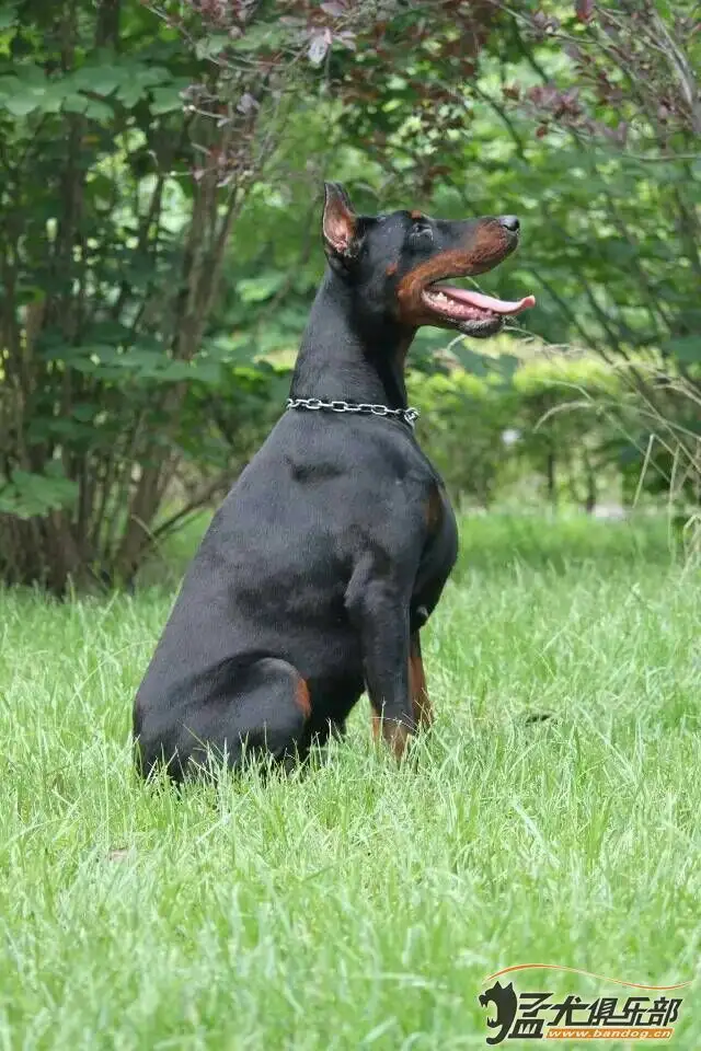德国刚毛杜宾犬(德国刚毛杜宾犬图片)