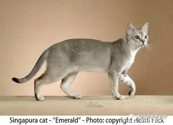 猫大型品种(大型家猫品种)