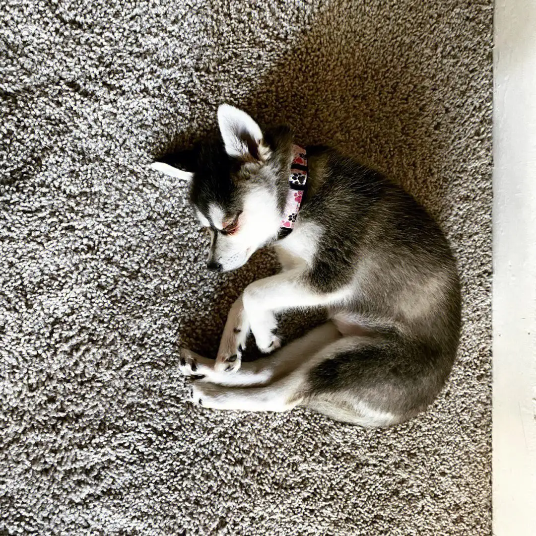阿拉斯加克利凯犬多少钱(阿拉斯加克利凯犬多少钱一只幼犬)
