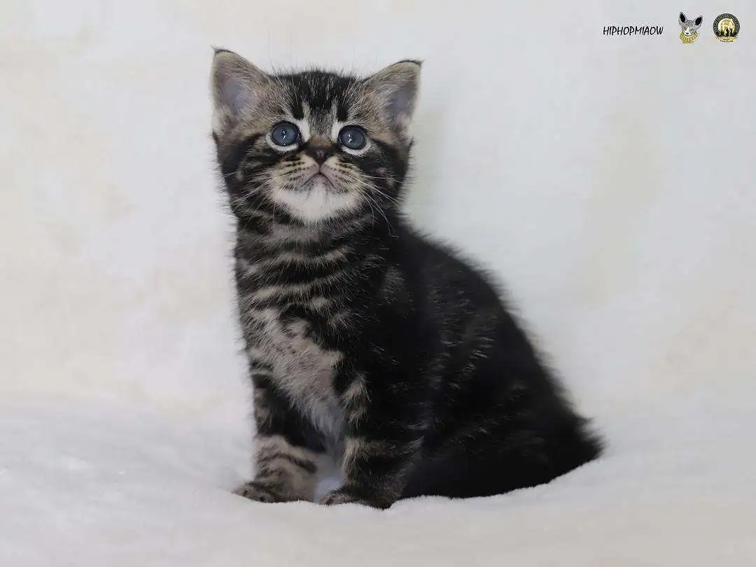 黑色美短猫多少钱一只(黑色美短猫多少钱一只幼崽)