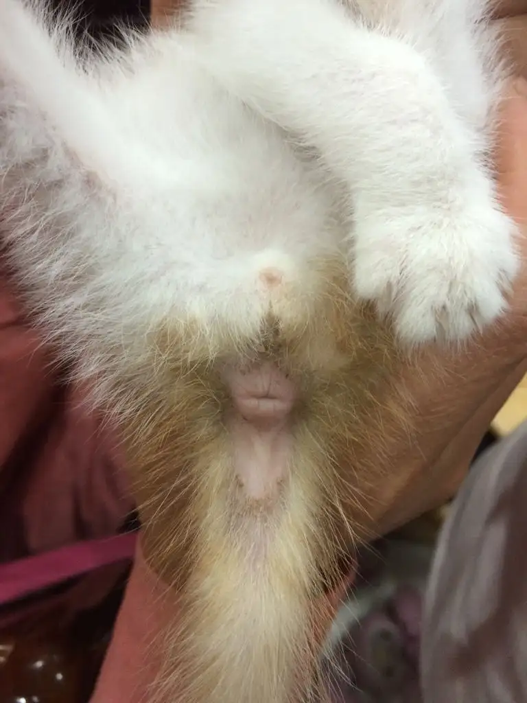 母猫比公猫难养吗(母猫比公猫难养吗为什么)