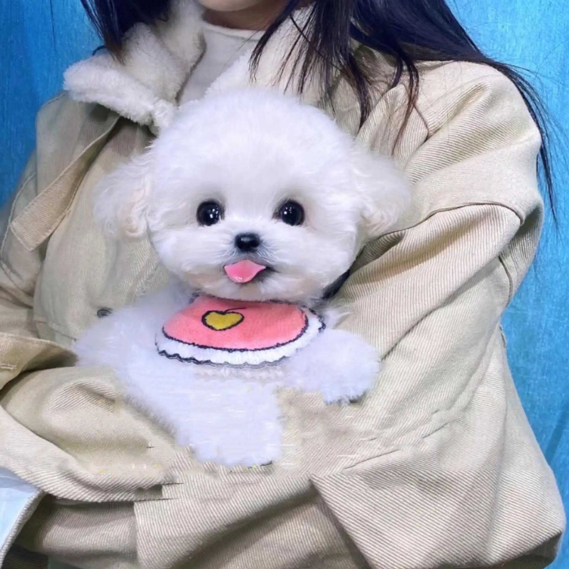 养比熊犬的缺点(养比熊是什么体验)