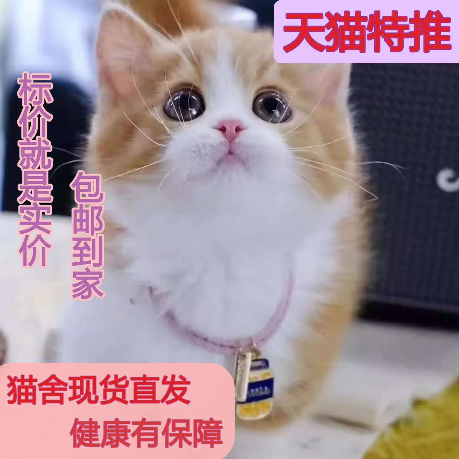 猫怀孕多久生小猫(怀孕了到底能不能养猫)