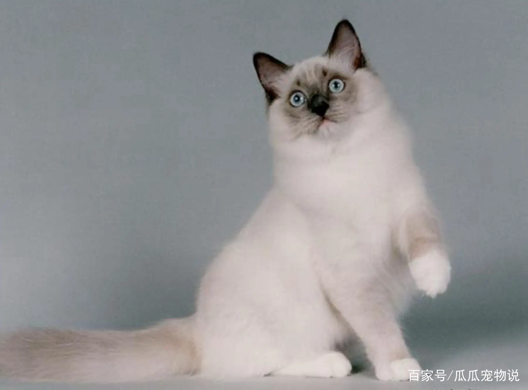 猫的品种类型有哪些(猫的品种大全猫的种类)