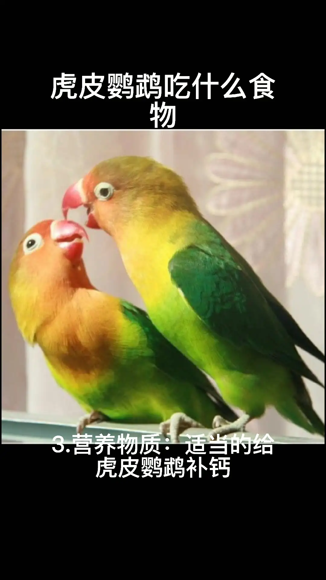 虎皮鹦鹉可以吃什么食物(虎皮鹦鹉吃什么食物能下蛋)